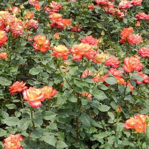Živo rdeča, a listi zelo rumeni - Vrtnice Floribunda
